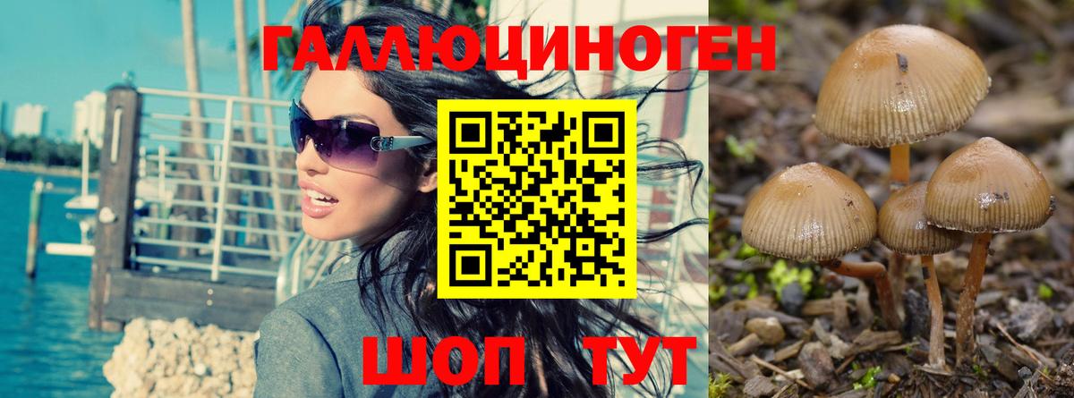 Псилоцибиновые грибы GOLDEN TEACHER Махачкала